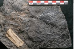 Foto (Detailansicht) von Palissya podocarpoides Ettingshausen (NHMW-GEO-2024-0188-10308)
